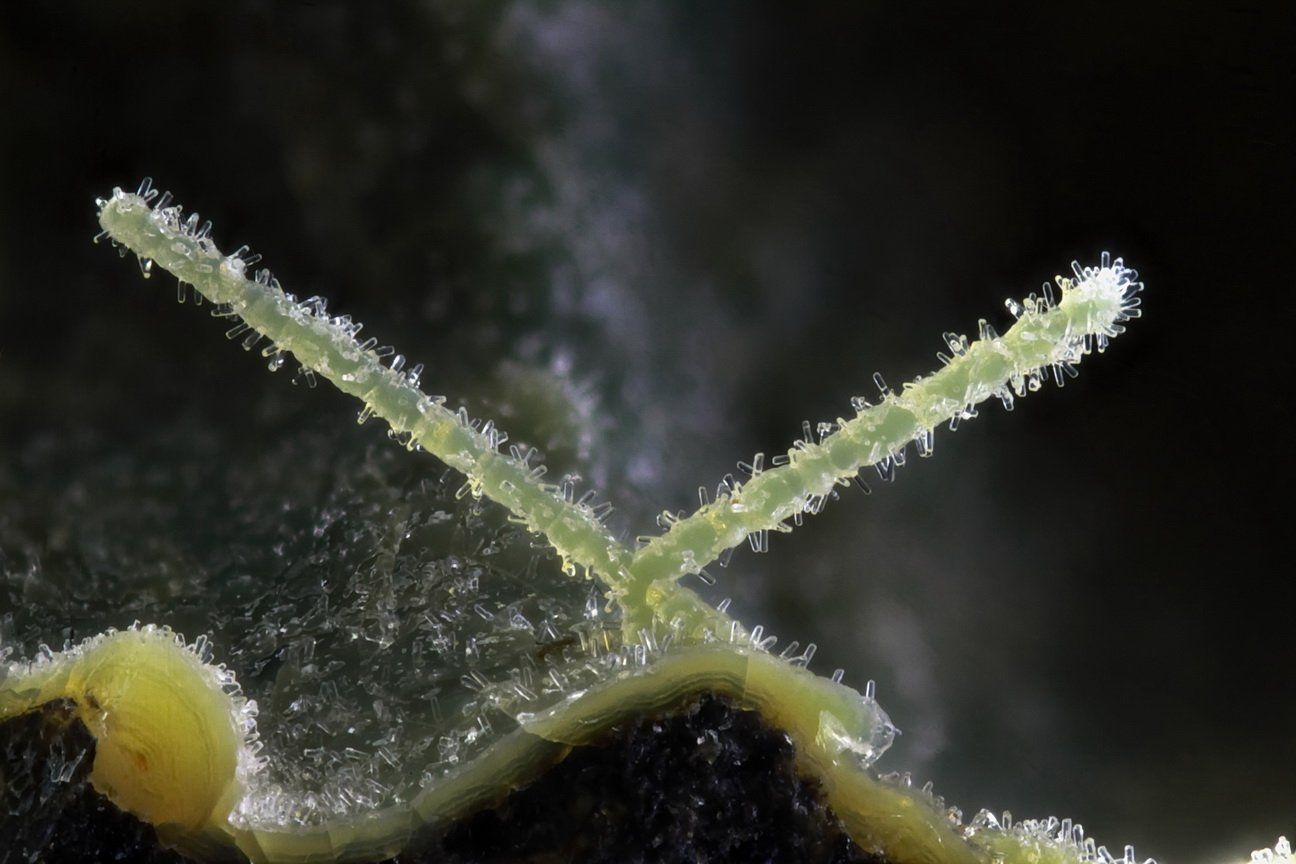 Mineralienvorträge Limberg