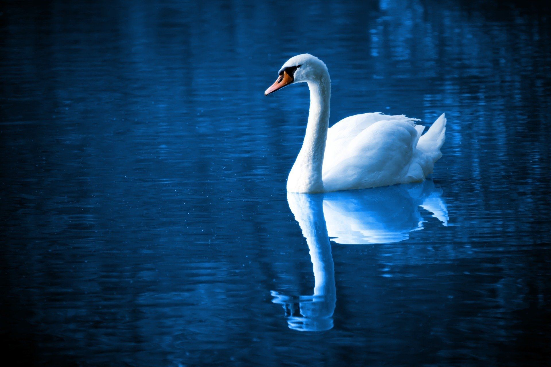Schwan auf blauer See