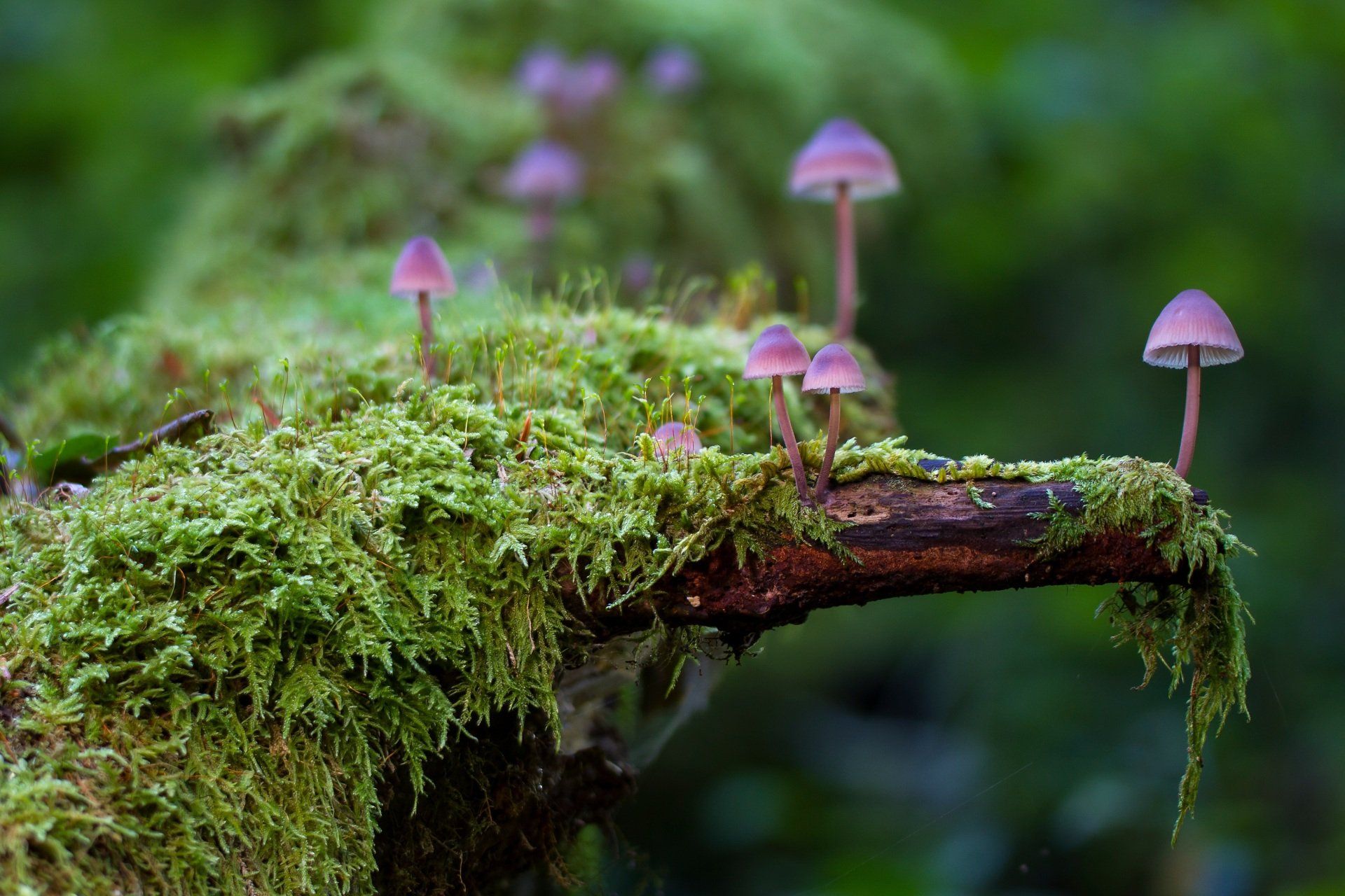 Violette Pilze auf moosbedecktem Baum