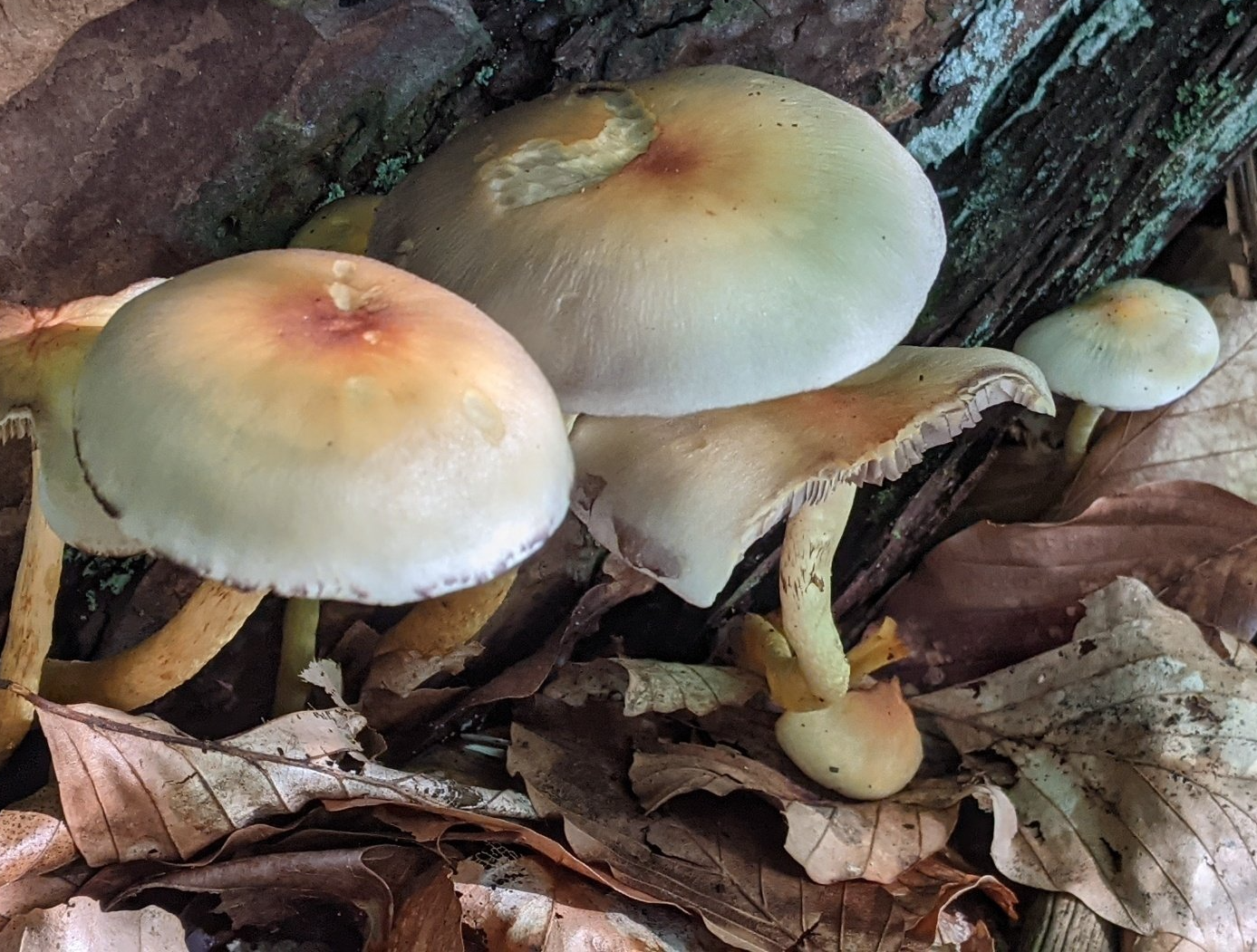 Herbsttagundnachtgleiche