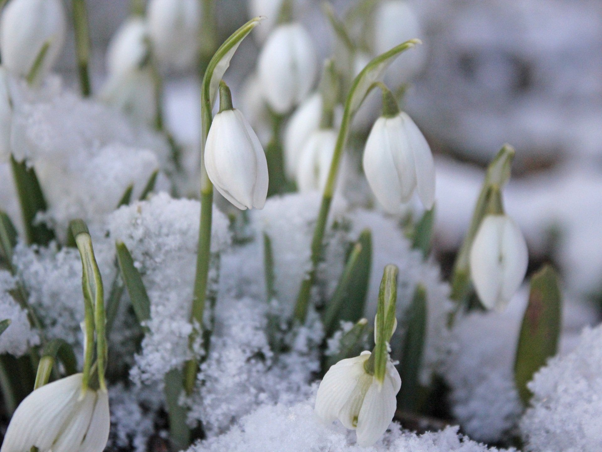 Schneeglöckchen