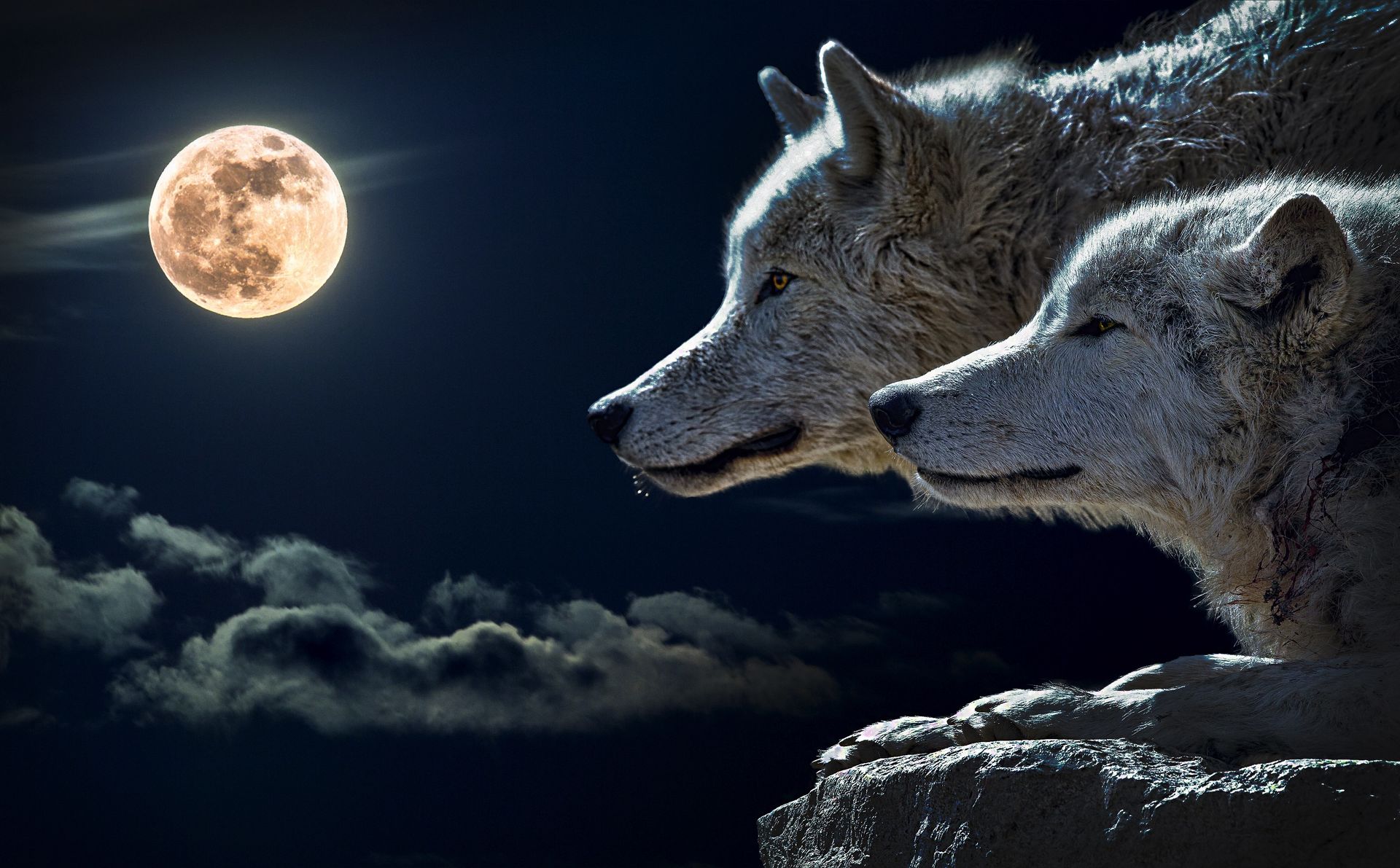 Wölfe schauen zum Vollmond - Wolfszeit