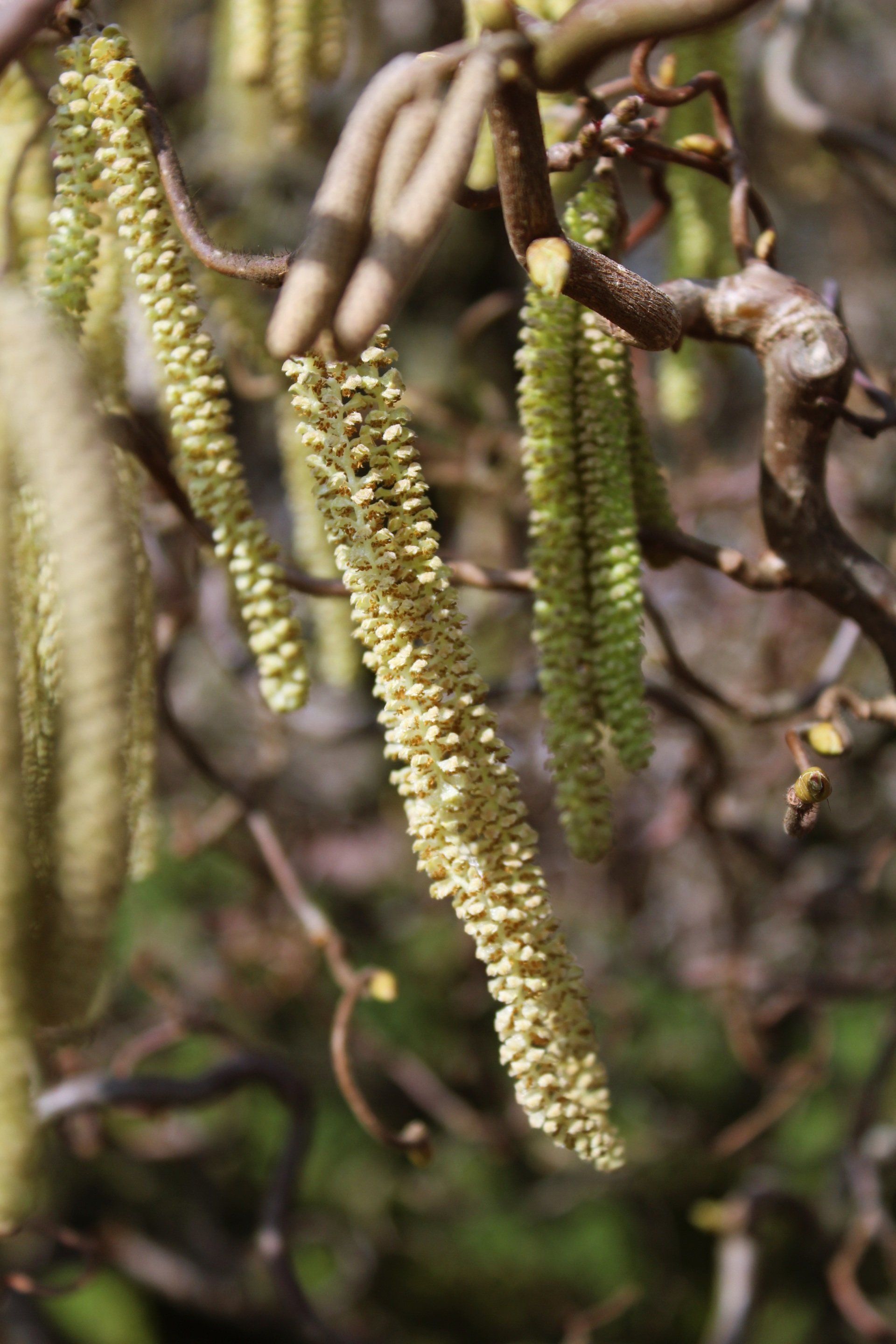 Alder Tree