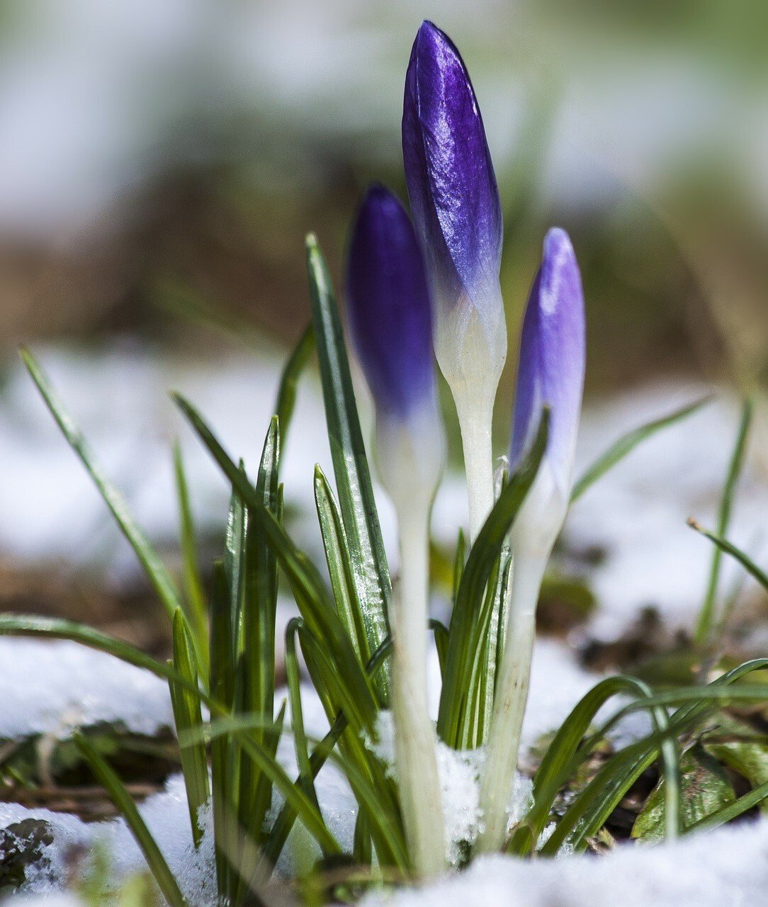 Imbolc