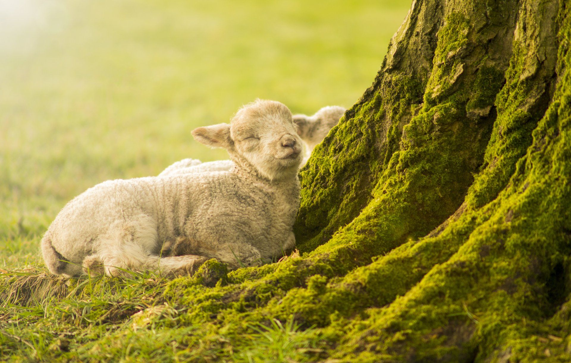 Junges Lamm lehnt sich an einen moosbedeckten Baum