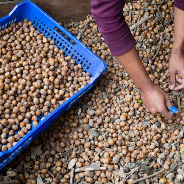 Sorting nuts