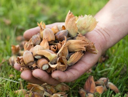 Ripe cobnuts in hand