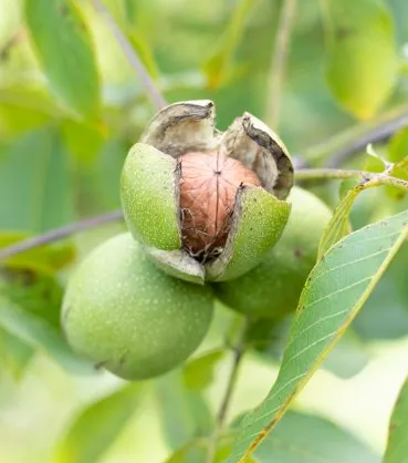 Ripe English walnuts