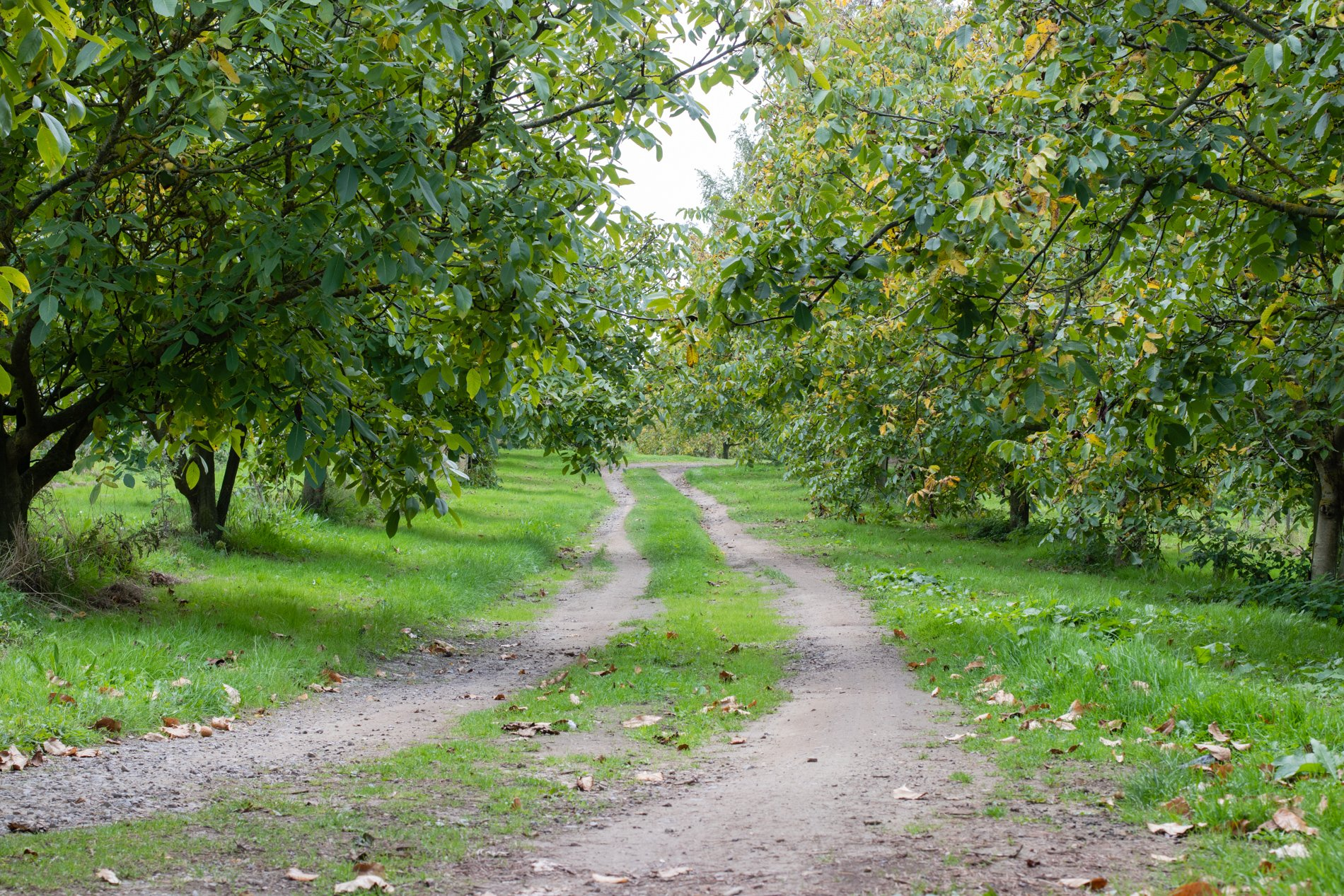 Orchard view