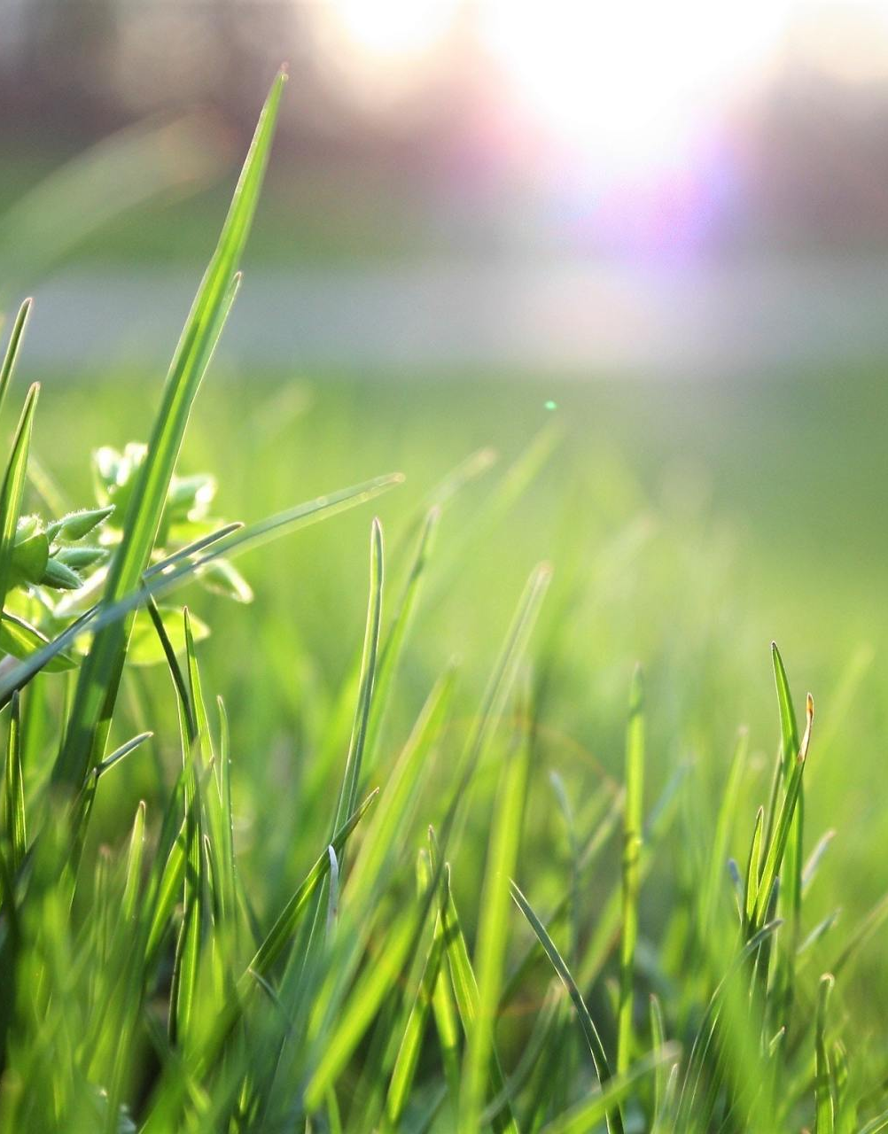 Grünanlagenpflege in Germering Grünanlagenpflege in Germering