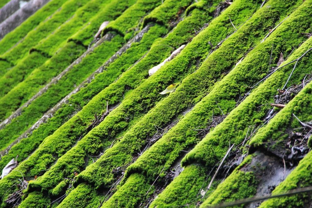 entretien toiture toulouse
