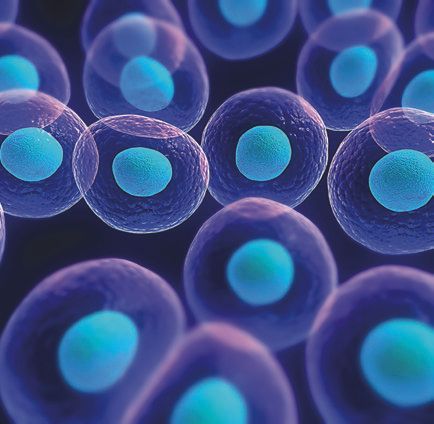 SEFFILLER – Eigenfett reich an Stammzellen, Exosomen und EGFs. Das mit SEFFILLER entnommene Eigenfett enthält stromale vaskuläre Fraktionen (SVF), Stammzellen (ADSCs), Exosomen und EGFs