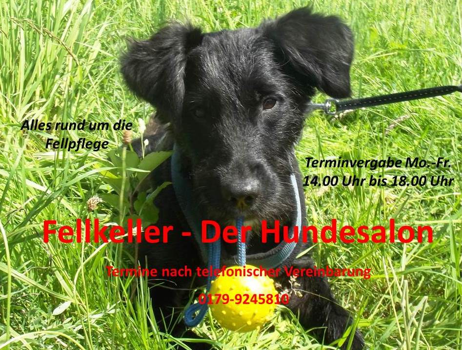 Hundefrisör Fellkeller - Der Hundesalon