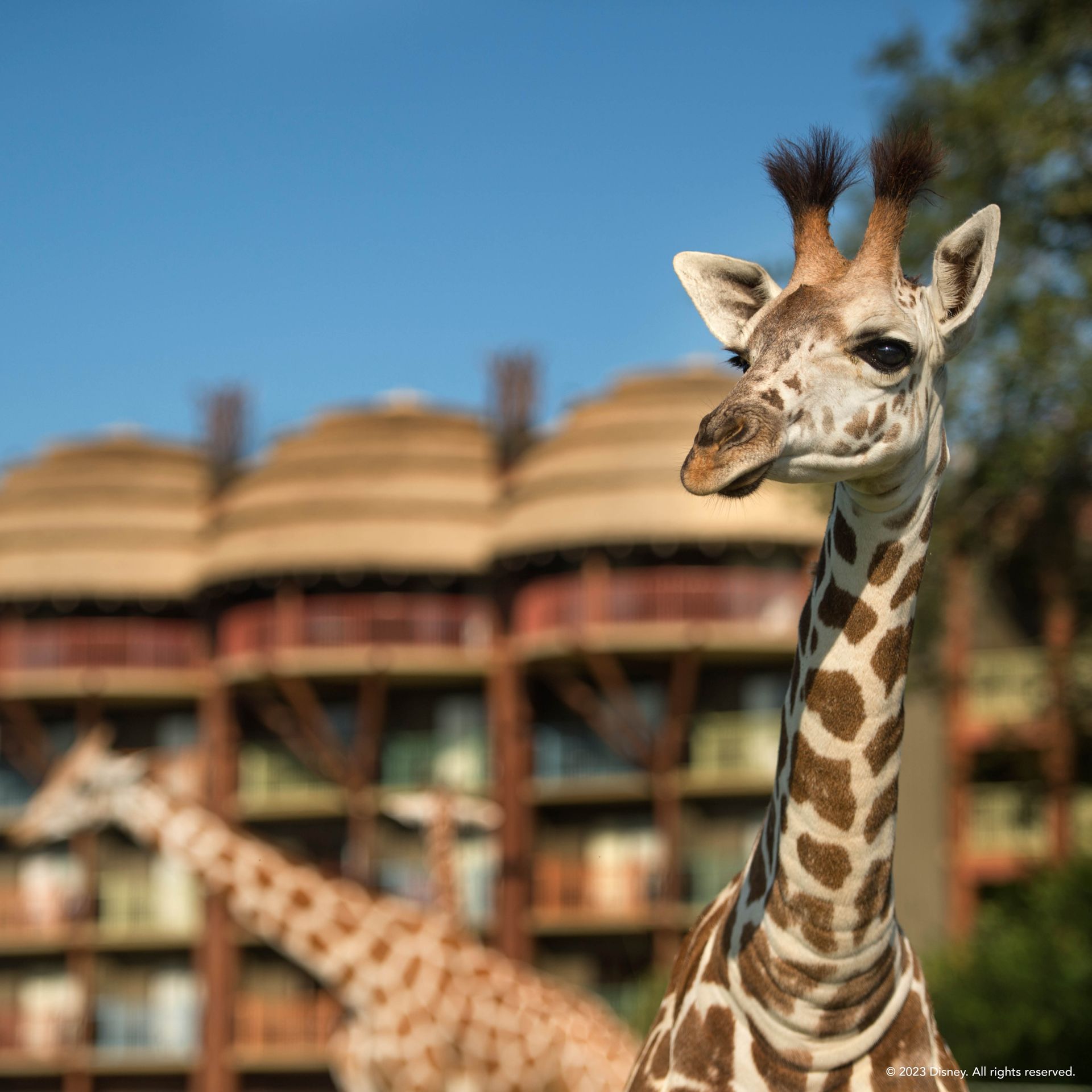 Disney's Animal Kingdom