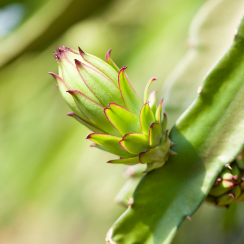 comprar esquejes de pitaya