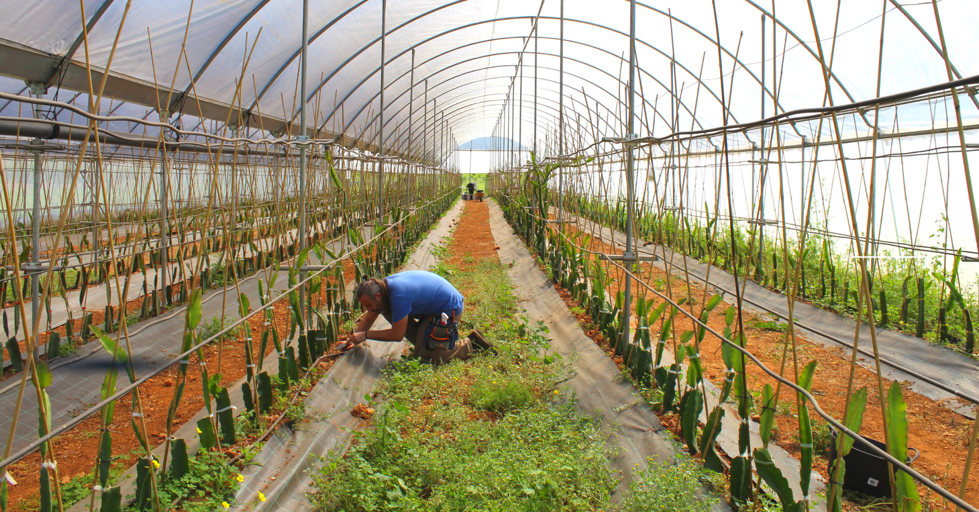 invernadero para pitahaya