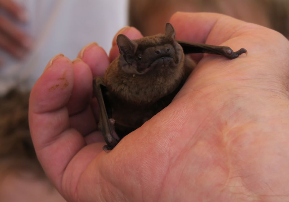 Fledermausbild, Jäger der Nacht, Familienführung des Nationalparkamtes Kratzeburg Foto © NPA Müritz