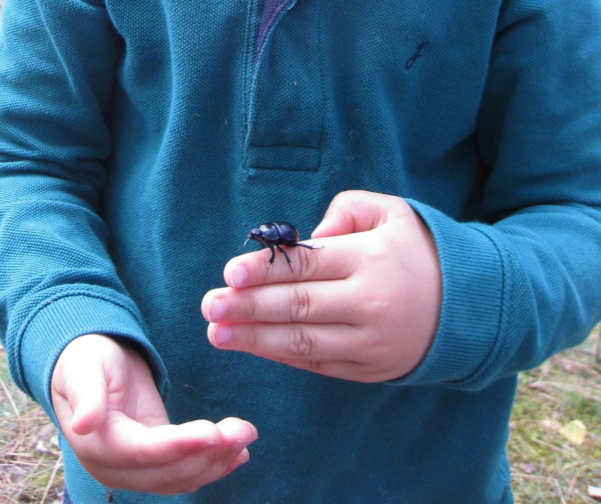 Kinderhände mit Käfer Foto © NPA Müritz