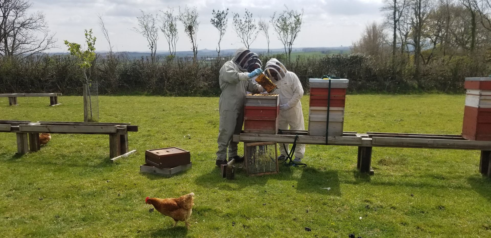 Nearly Home Honey Beekeeping Experience, colony inspection