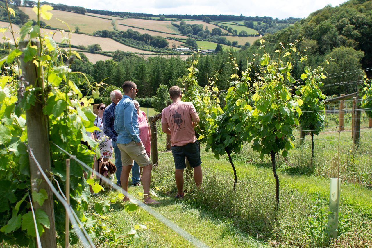 Alder Vineyard tour