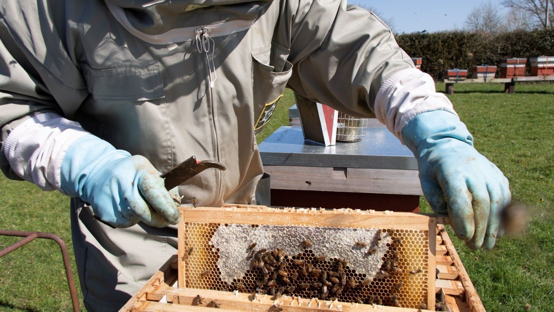 Inspecting a beehive