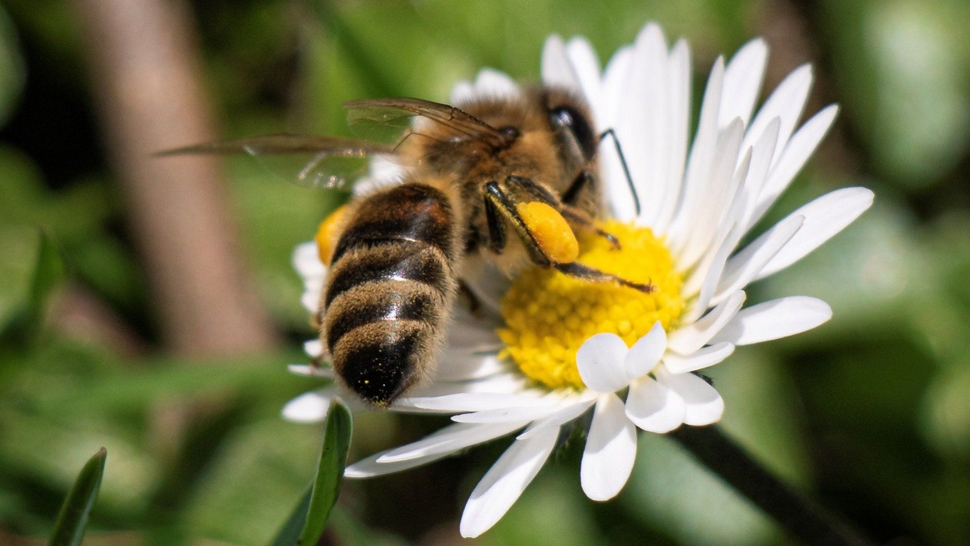 Worker bee collecting pollen from a daisy