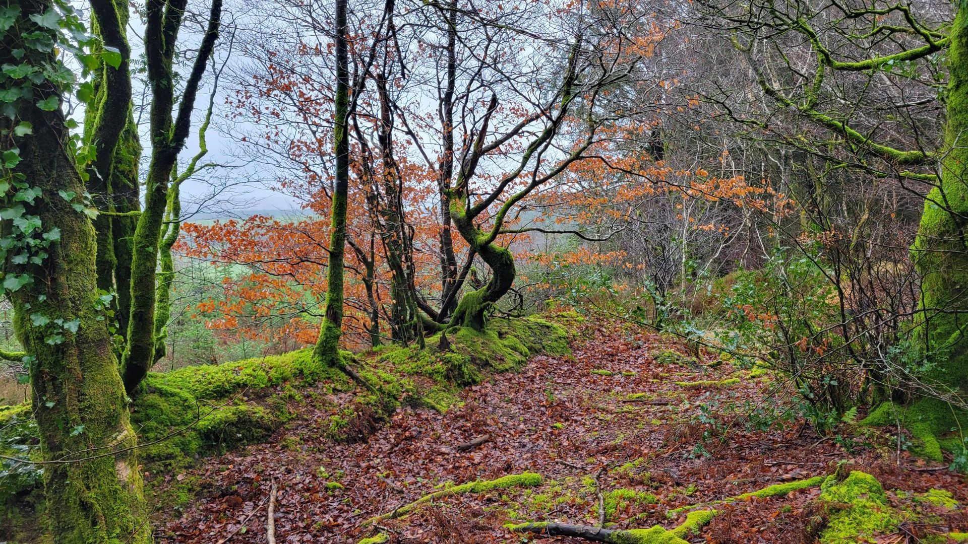 Burley Down Woods near Lydford