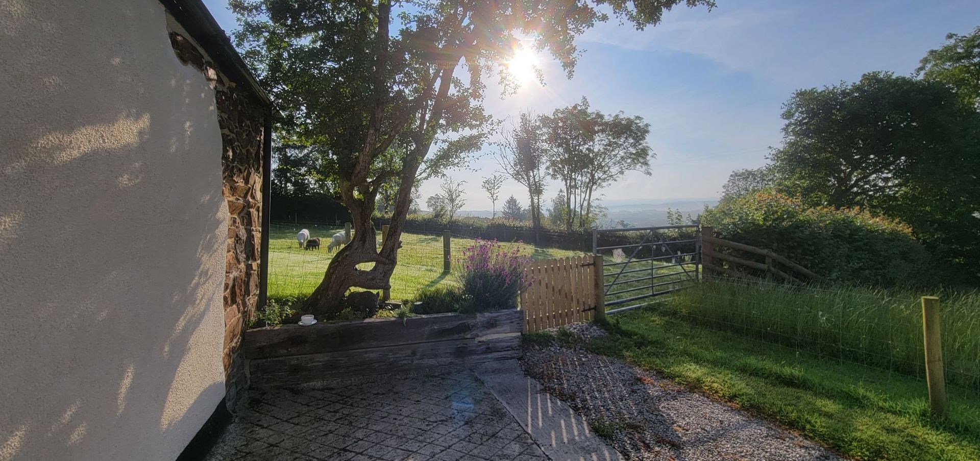 Sheep grazing at Higher Kellacott Holiday Cottages