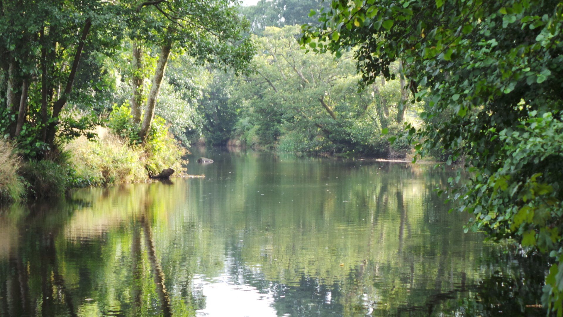 Wild swimming in the River Teign