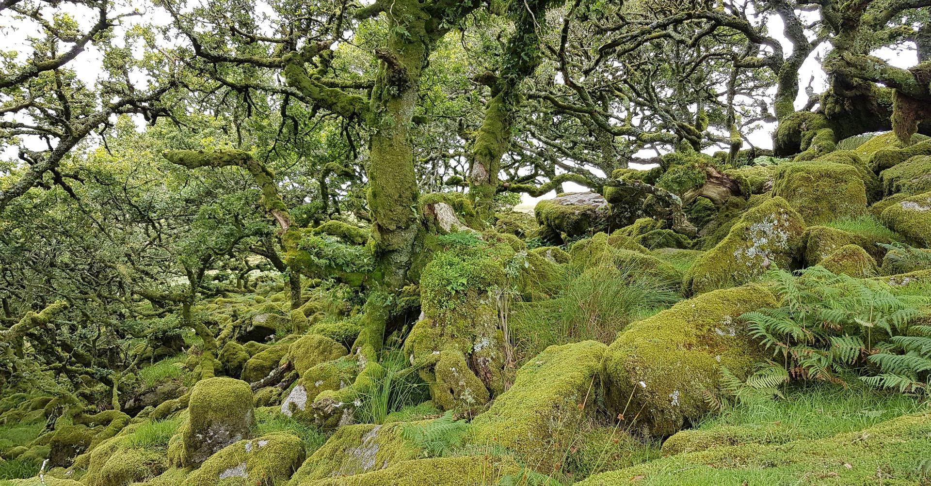 Black a Tor copse Meldon Reservoir