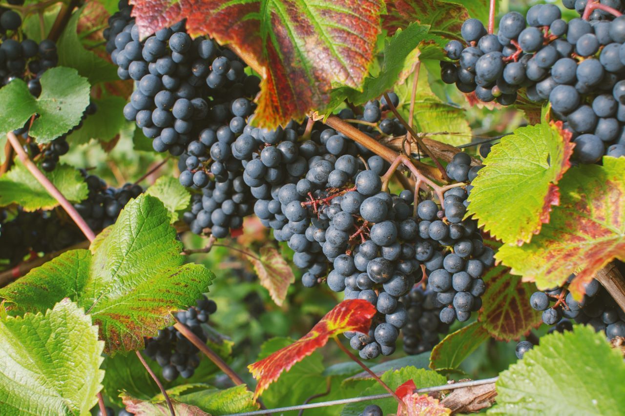 Grapes on vines