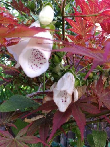 Paint pouring class in the garden