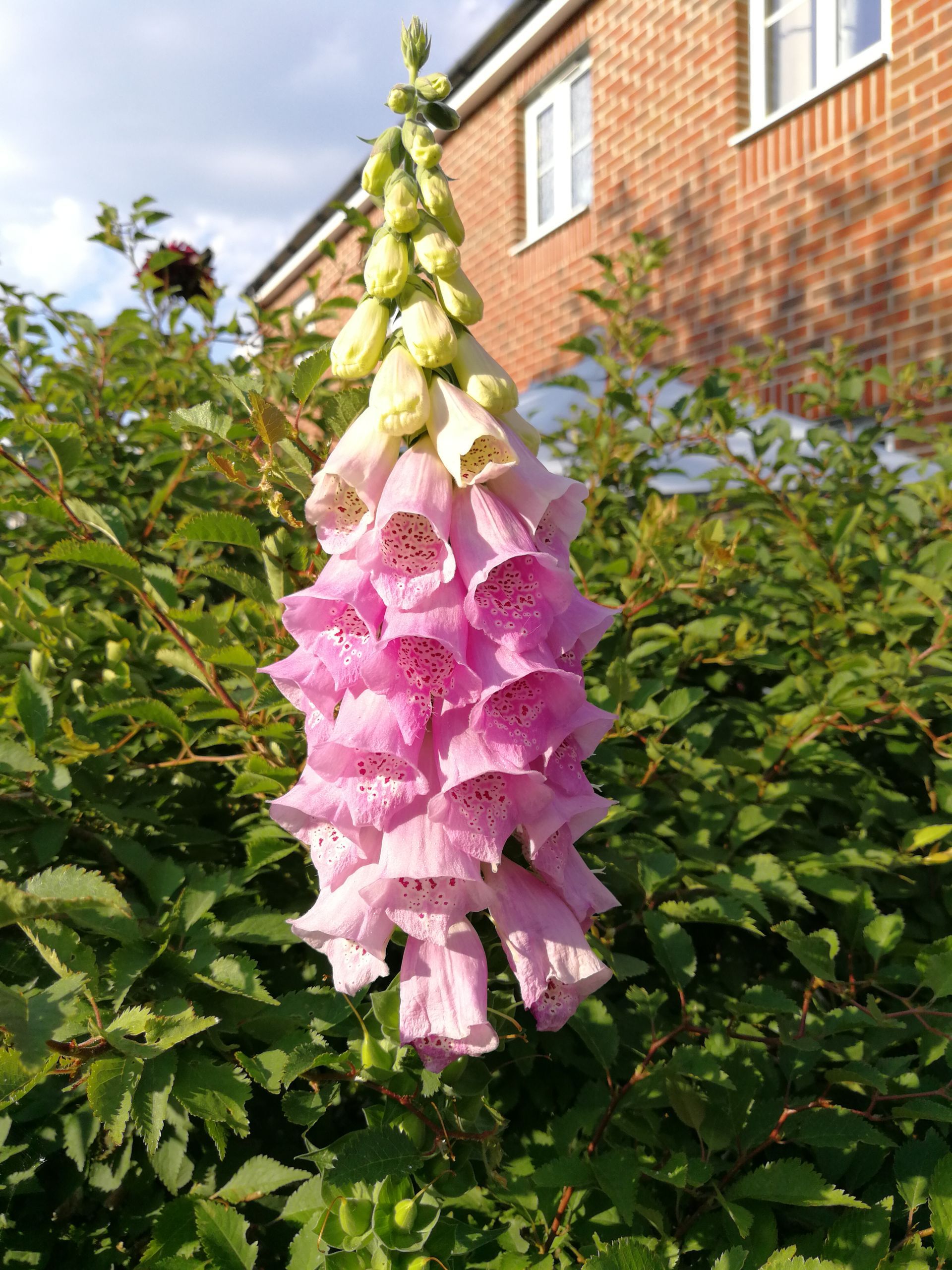 Paint pouring class in the garden