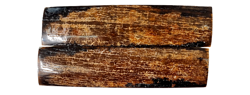 Photo non contractuelle IVOIRE - CROUTE DE MAMMOUTH - Coutellerie Le Fidèle
