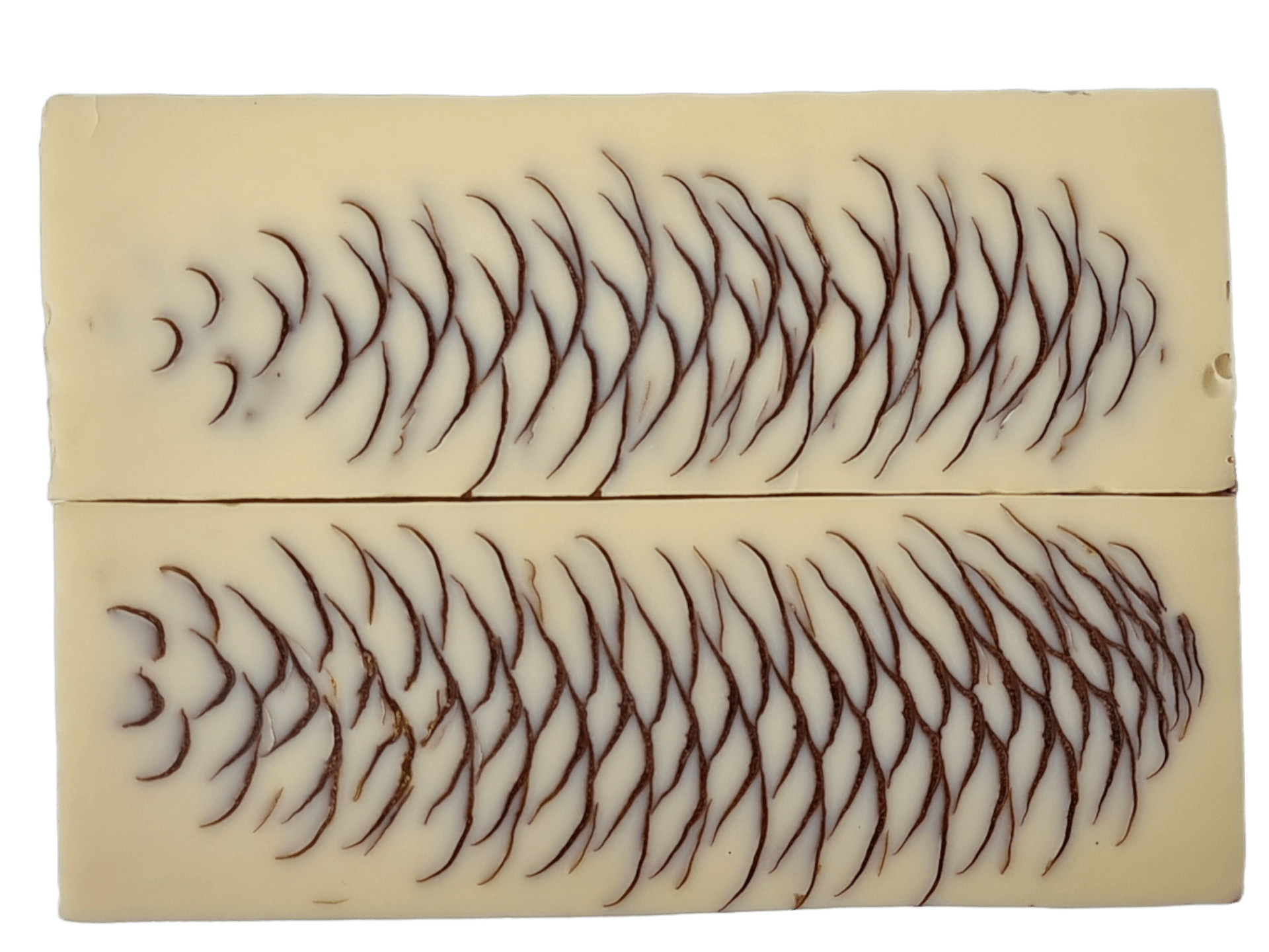 PHOTO NON CONTRACTUELLE PIGNE DE PIN - COUTELLERIE LE FIDELE