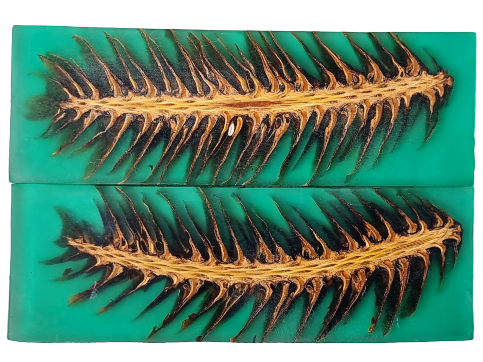 PHOTO NON CONTRACTUELLE PIGNE DE PIN - COUTELLERIE LE FIDELE