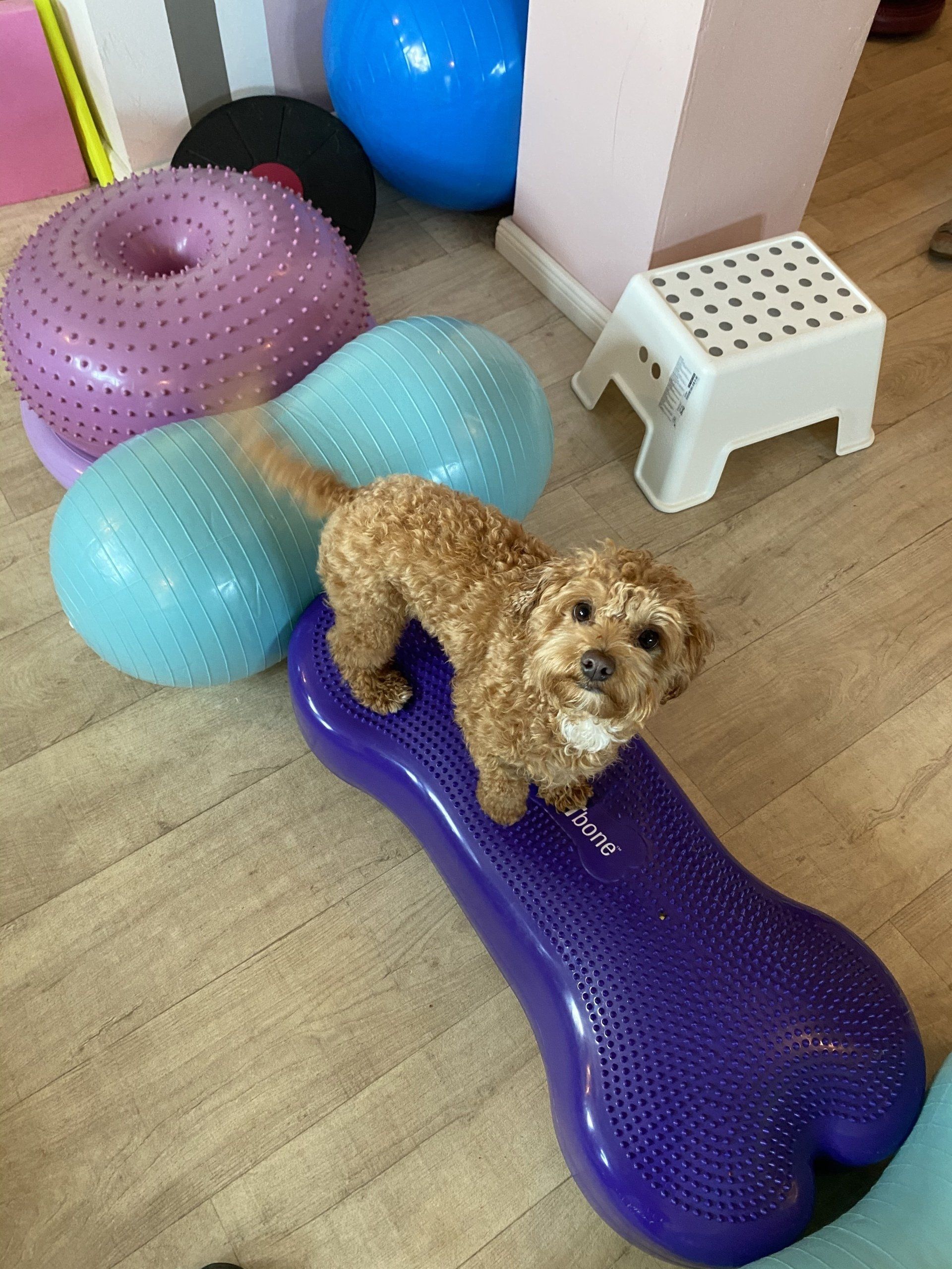 Die Ellenbogendysplasie beim Hund ist eine Wachstumserkrankung, Symptome treten häufig sehr früh auf