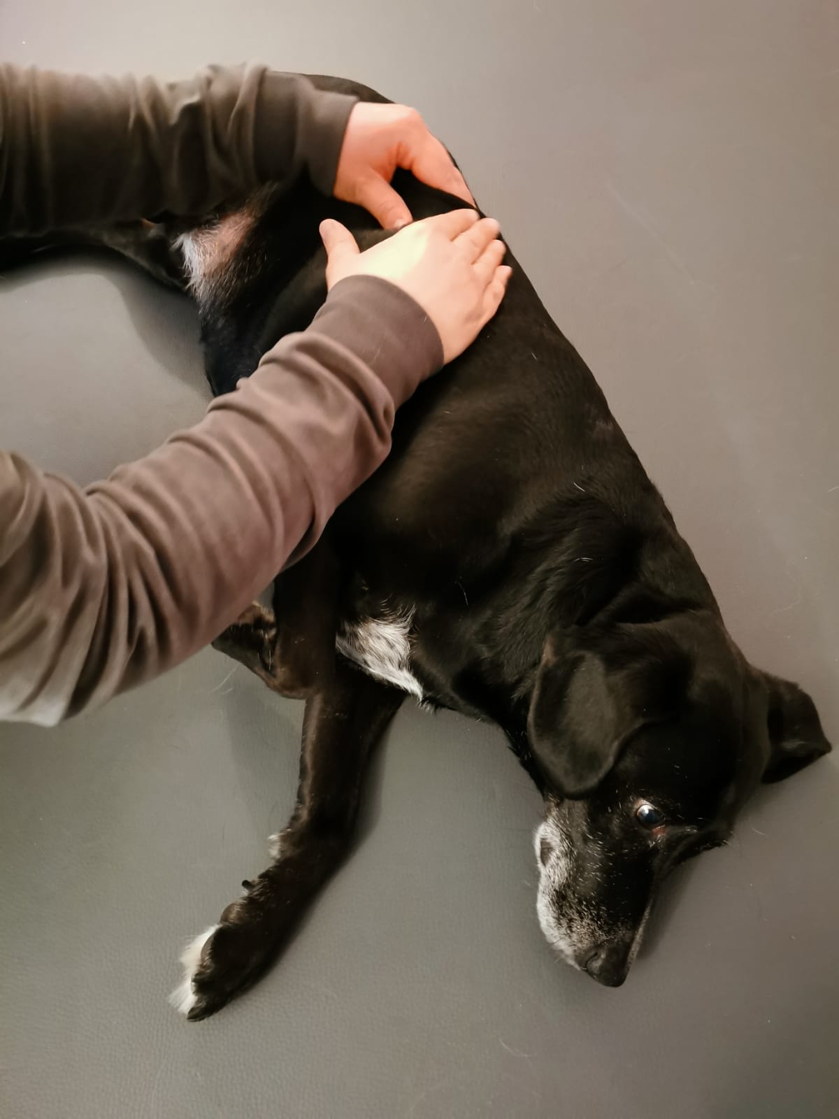 Unterwasserlaufband Schwarzenbek