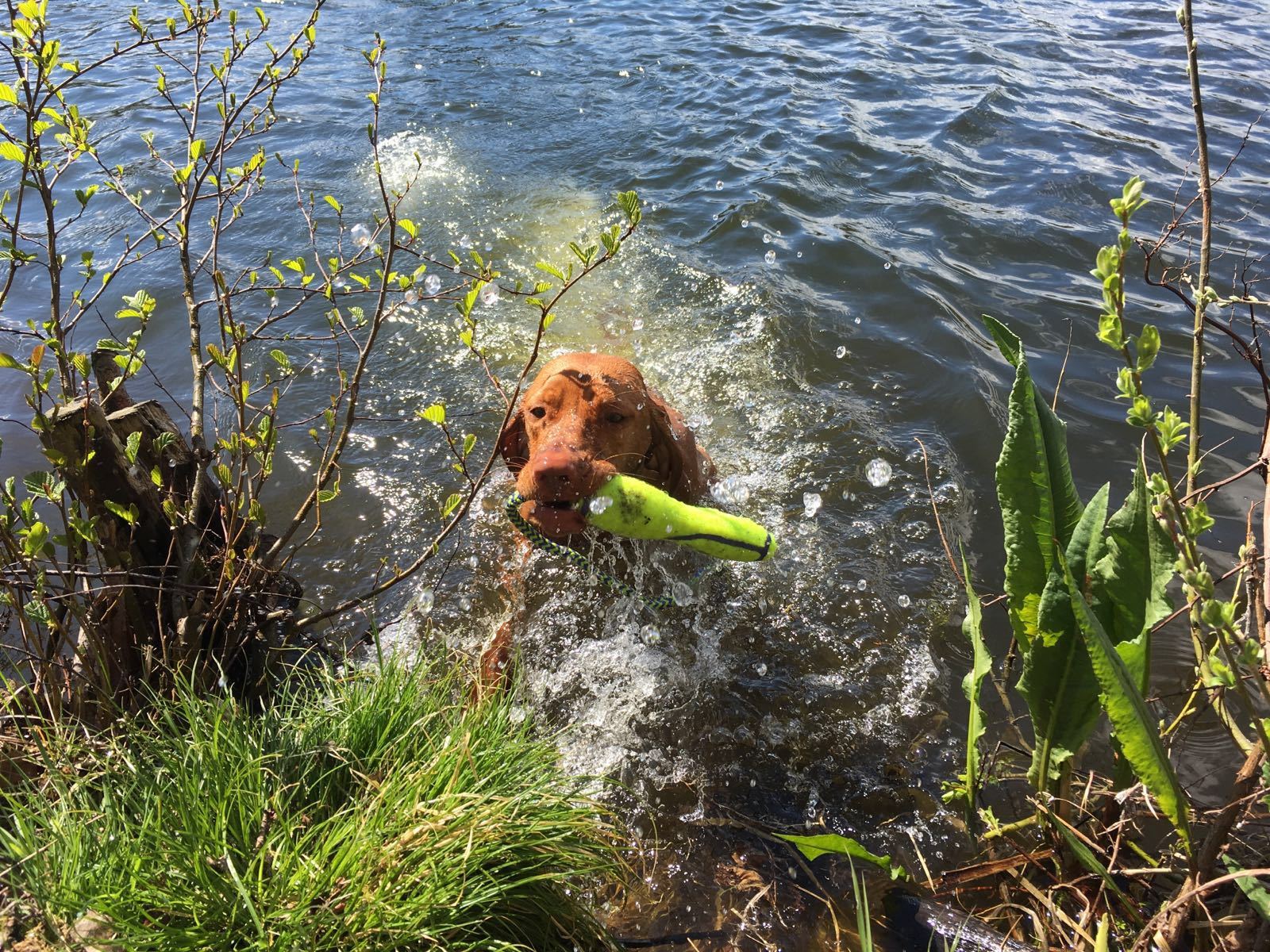 Hundephysiotherapie Ratzeburg