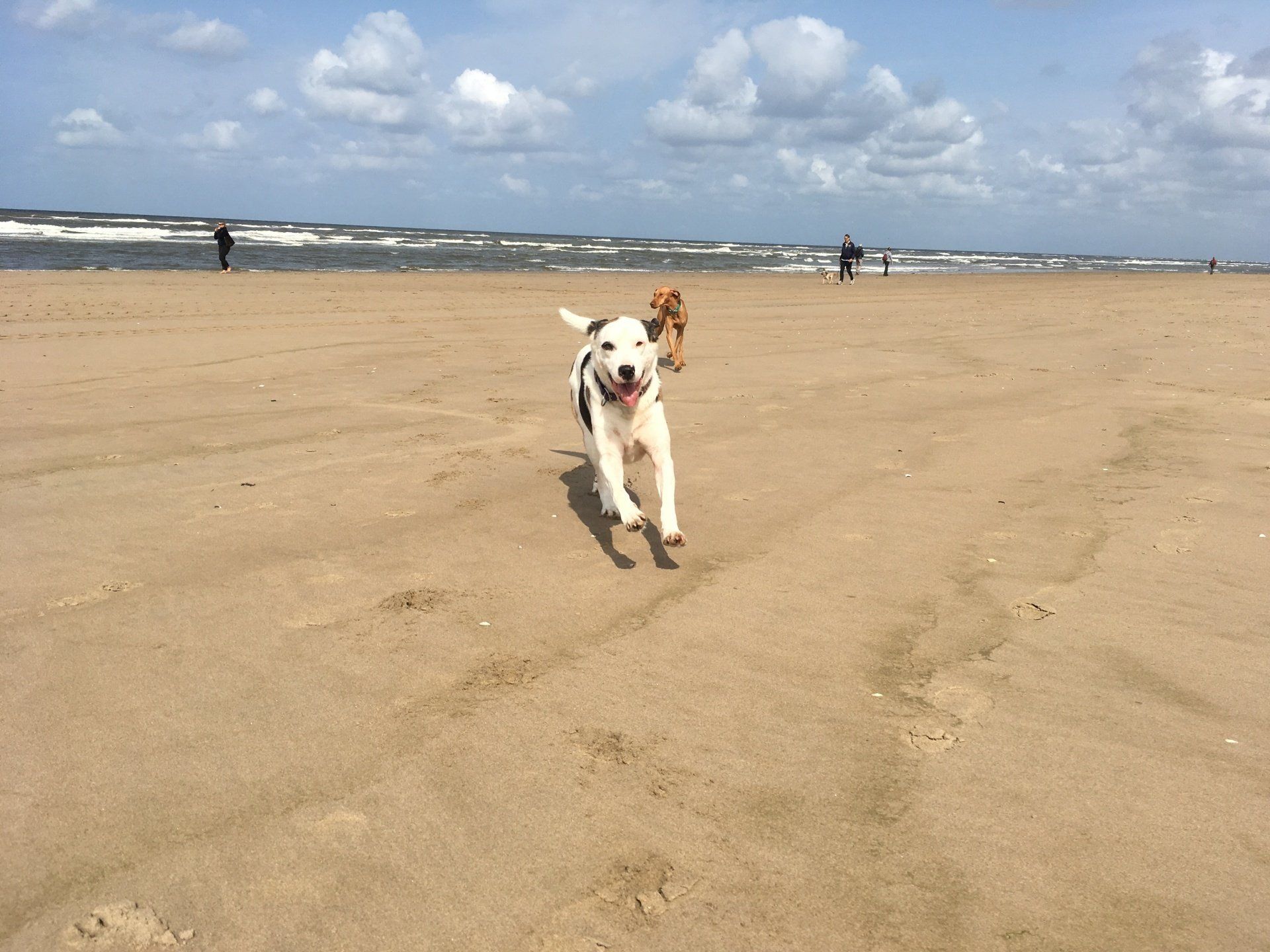 Hundephysiotherapie Mölln