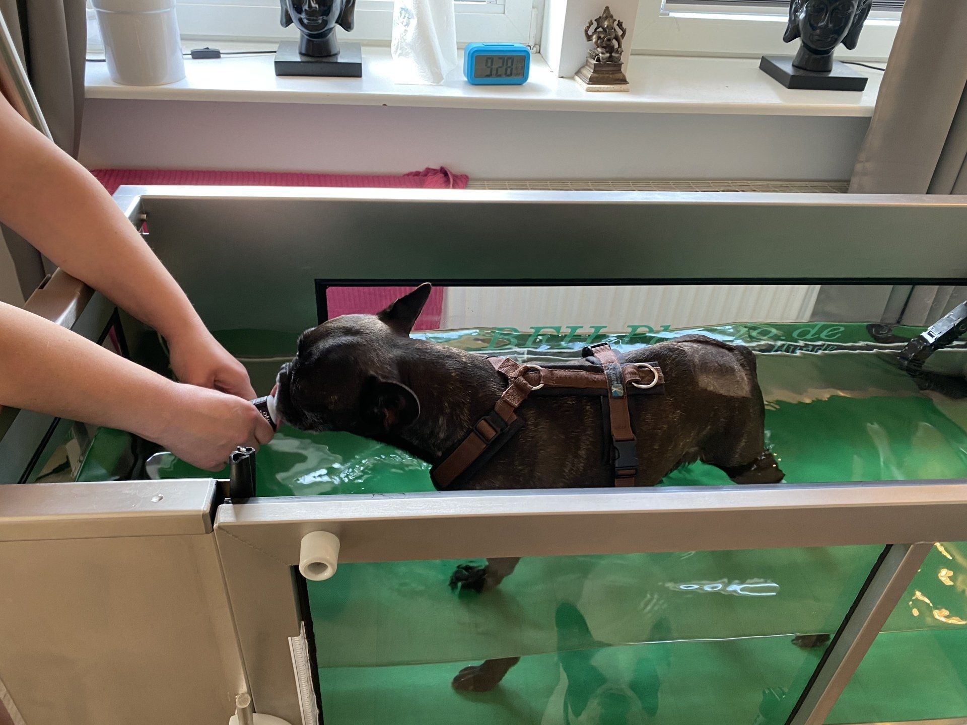 Eine französische Bulldogge nach einer Hemilaminektomie