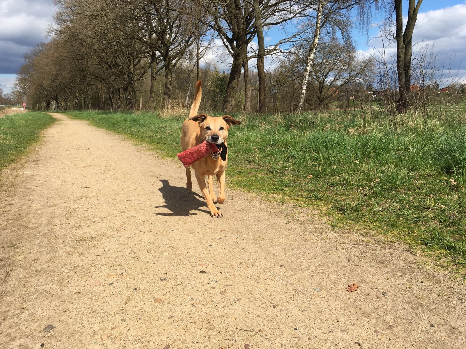 Ein Hundesenior, der trotz seines Alters noch fröhlich spielen kann