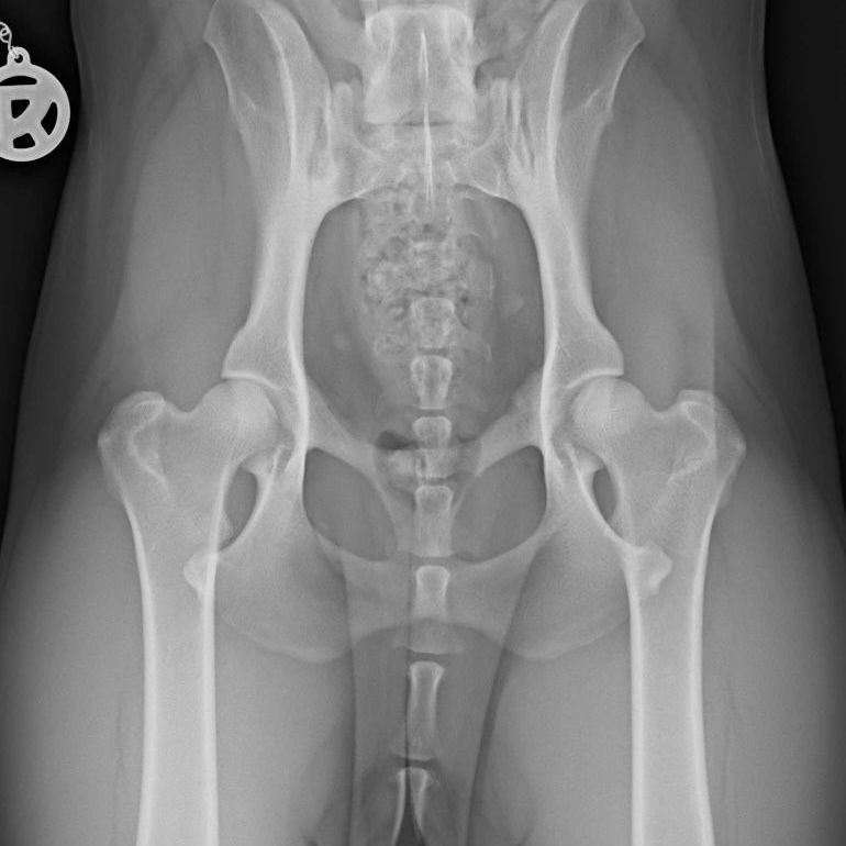 Hunden mit HD kann durch Physiotherapie geholfen werden Die Hüftgelenksdysplasie beim Hund