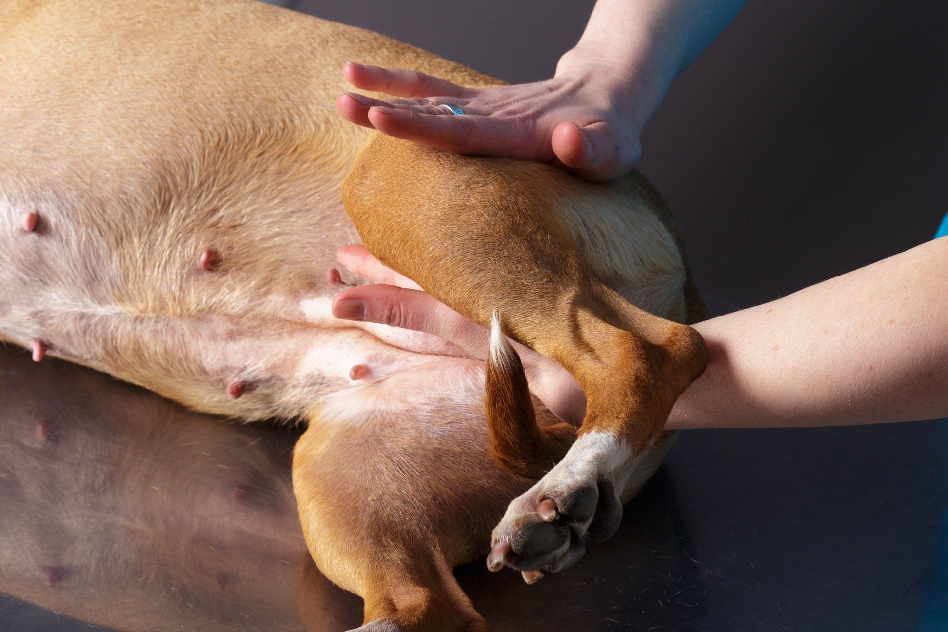 Mit manueller Therapie können Schmerzen gelindert werden Die manuelle Therapie hat eine Reihe von Benefits für den Hund