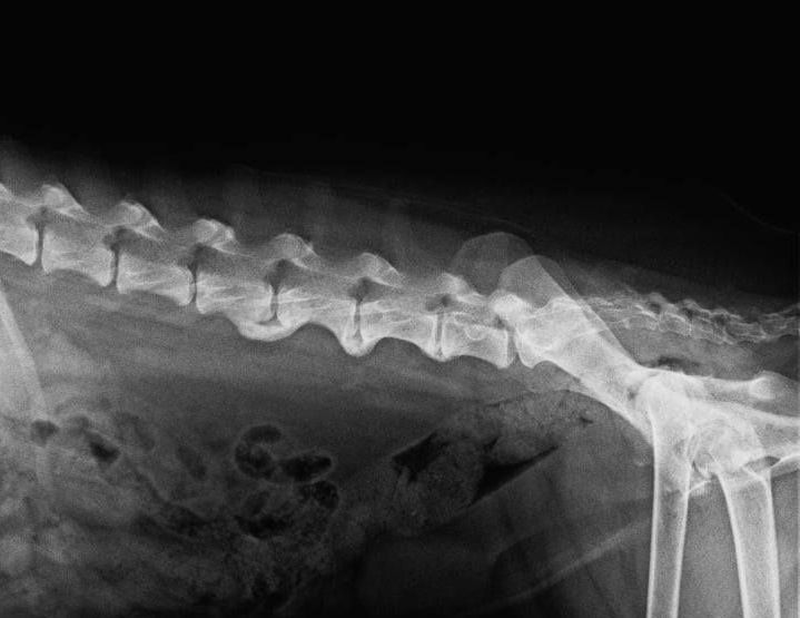 Die knöchernen Zubildungen bei einer Spondylose können dem Hund starke Probleme bereiten