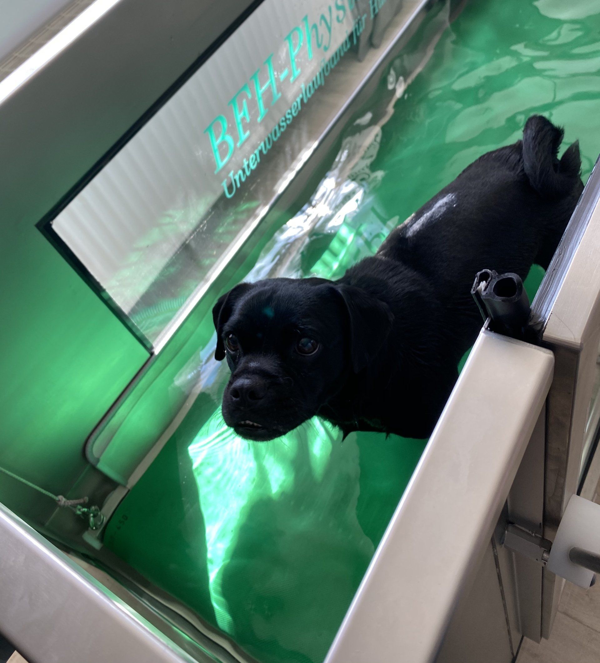 Training auf dem Unterwasserlaufband Unterwasserlaufband Hohenlockstedt