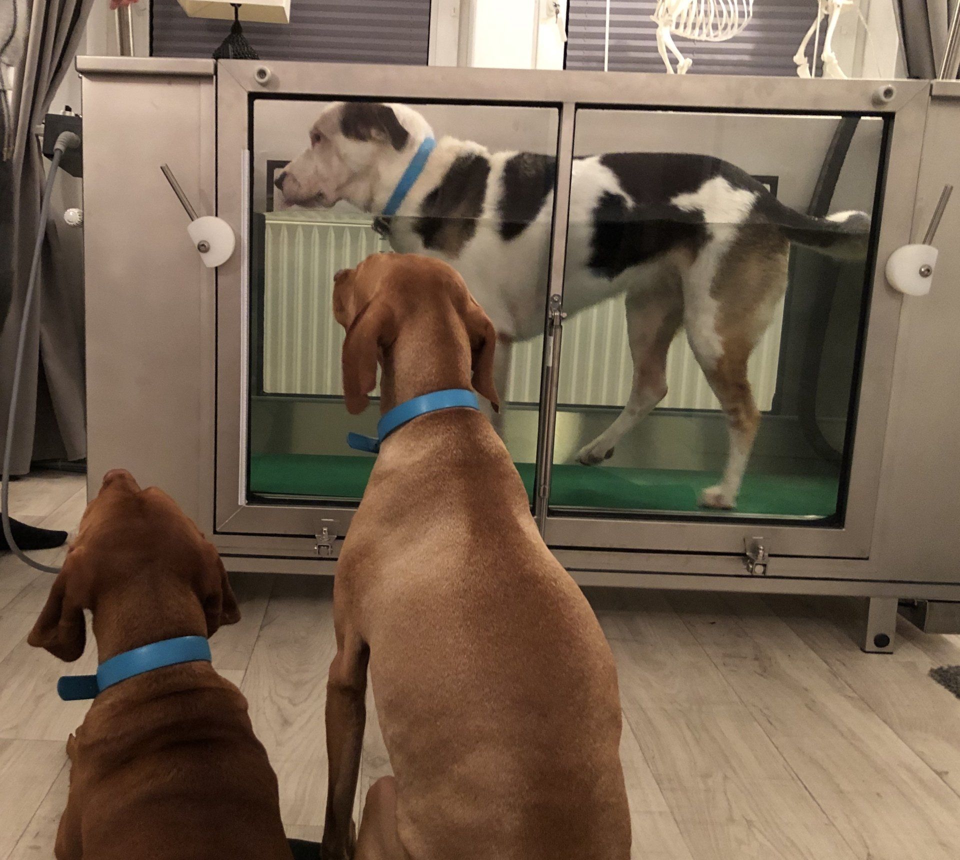 Das Unterwasserlaufband eignet sich für den gelenkschonenden Muskelaufbau Das Unterwasserlaufband ist ein hochwertiges Therapiegerät