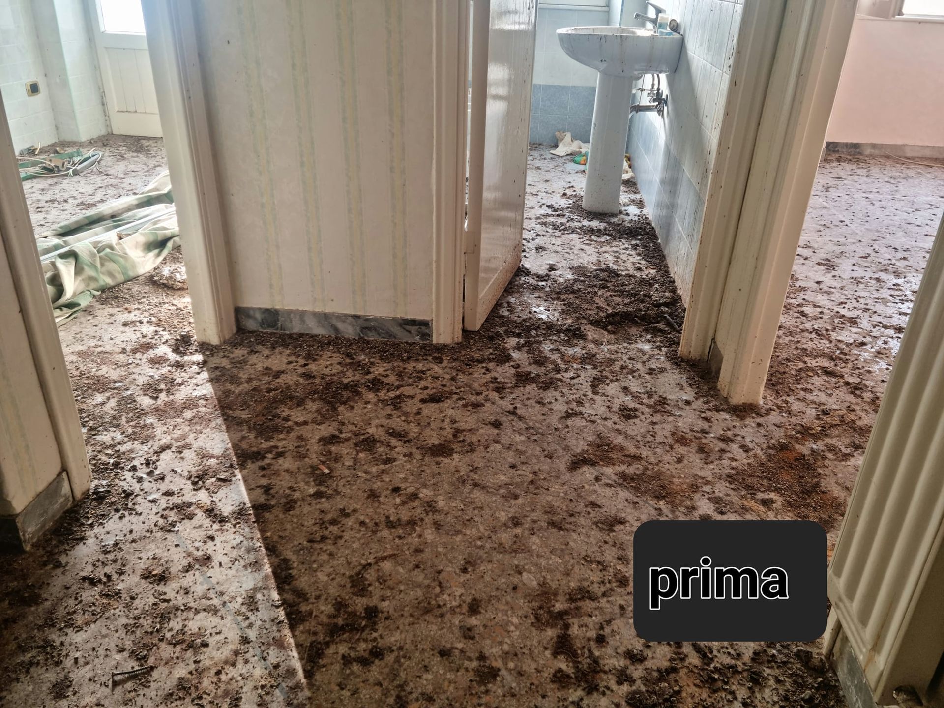 pulizia guano piccioni roma