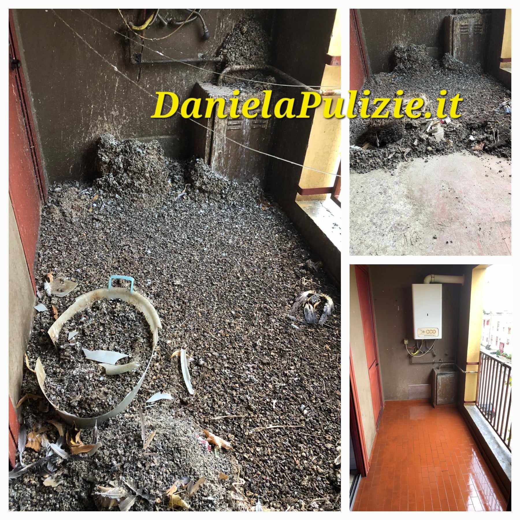 pulizia guano piccioni roma