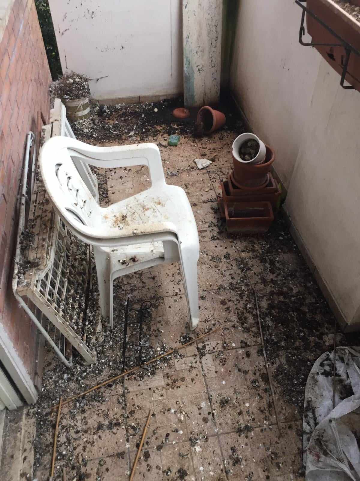 pulizie guano piccioni